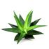 Aloes